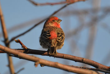 Starry Eyed Male House Finch - image gratuit #422465 