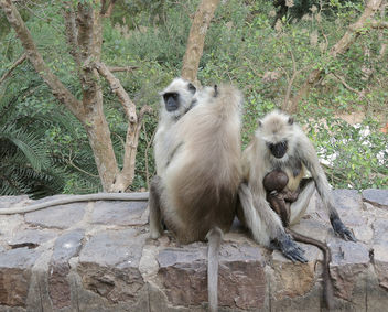 India (Ranthambhore National Park) Mum nursing her new born baby - бесплатный image #424445