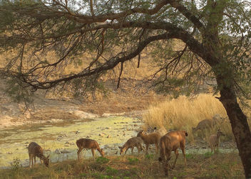 India (Ranthambhore National Park) Female deers1 - Free image #424705