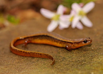 Southern Two-Lined Salamander (Eurycea cirrigera) - бесплатный image #427935