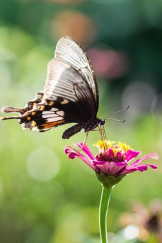 Black butterfly on pink flower - image #428735 gratis