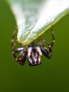 Jumping spider on leaf - image #428755 gratis