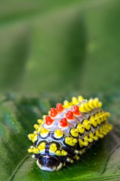 Colorfull butterfly worm - image gratuit #428795 