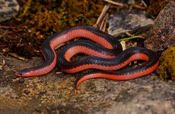 Western Worm Snake (Carphophis vermis) - бесплатный image #428965