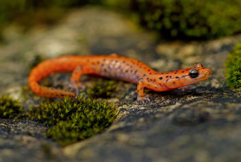 Cave Salamander (Eurycea lucifuga) - image #430365 gratis