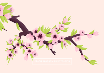 Peach Blossom Vector Illustration - vector gratuit #430575 