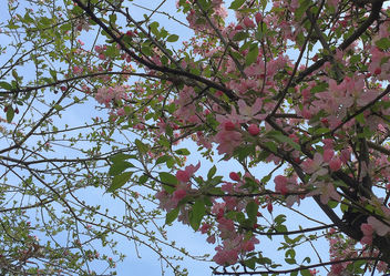 Turkey (Istanbul) Spring pink blossoms - image #431155 gratis