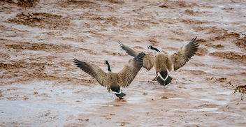 Canada Goose Love In Sync - Free image #431395