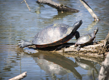Sunbathing Turtles - image gratuit #431745 