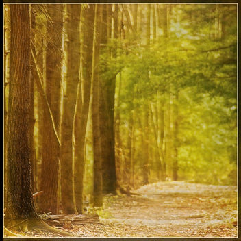 A Walk In The Woods - image gratuit #432945 