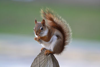 Patches the squirrel is looking good! - image gratuit #434415 