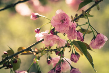 Cherry blossoms - Close up! - image gratuit #434485 