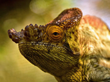 The Eye of a Chameleon - Free image #434525
