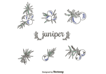 Hand Drawn juniper Vector Set - бесплатный vector #434935