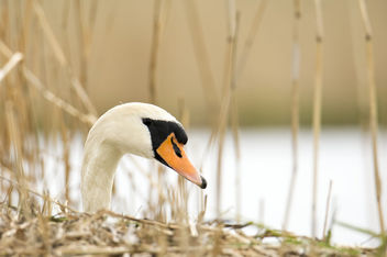 Swan in the nest - image #437325 gratis