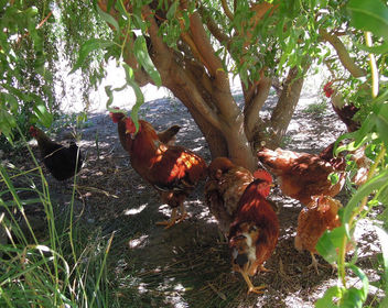 Chile (Valparaiso) Chickens collecting harmful insects in organic vineyards - Kostenloses image #438325