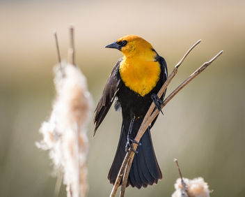 Yellow-headed Blackbird (m) - Free image #438875