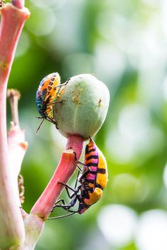 shield bug and Jewel bug - Free image #438975