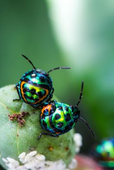 Two shield bug - Kostenloses image #438985