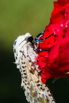 moth on red rose - image gratuit #438995 