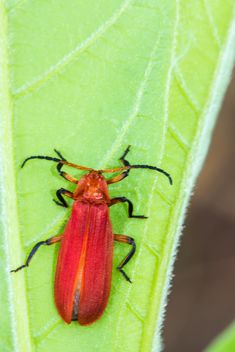 Red bug on green leaf - image #439065 gratis