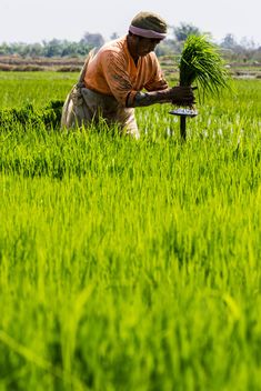 Rice planting in Thailand - бесплатный image #439145