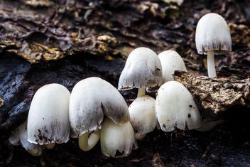 White Mushroom - image #439195 gratis