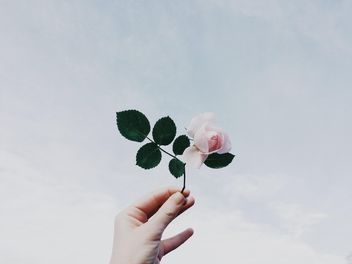 Rose in the hand against the sky - image gratuit #439265 