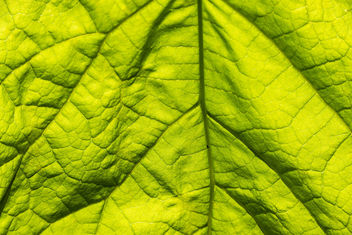 Bug enjoying the sun on a leaf - image gratuit #439975 