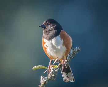 Spotted Towhee - Free image #440675