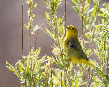 Yellow Warbler - бесплатный image #442165