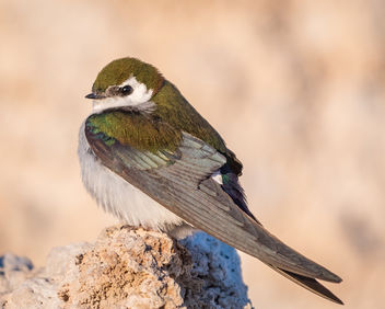Violet-green Swallow (m) perching on Tufa - image #442545 gratis