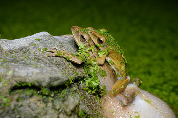 Polypedates megacephalus (mating), Spot-legged tree frog - Khao Nang Panthurat Forest Park - бесплатный image #444895