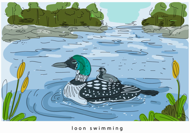Loon Swimming In Lake Hand Drawn Vector Background Illustration - бесплатный vector #445025