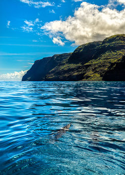 Dolphins on the Na Pali Coast - Kostenloses image #446175