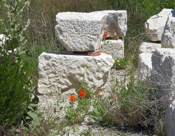 Turkey (Burdur-Sagalassos) Wild flowers grown on antique stones - Free image #446225
