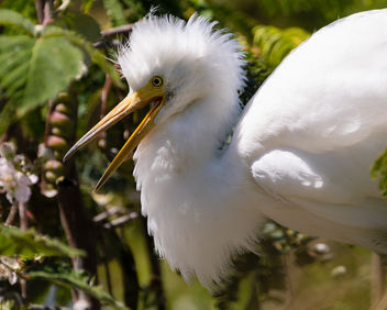 Snowy Egret - image #446415 gratis