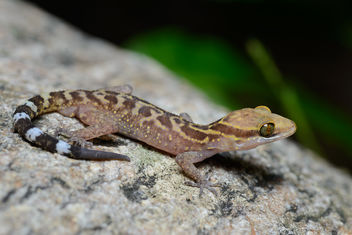 Cyrtodactylus phetchaburiensis, Phetchaburi bent-toed gecko (subadult) - Tha Yang, Phetchaburi - image gratuit #446465 