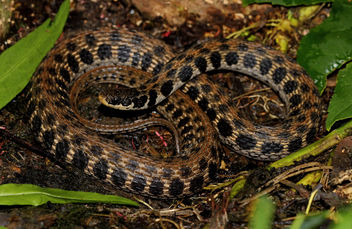 Kirtland's Snake (Clonophis kirtlandii) - бесплатный image #446515