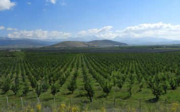 Turkey (Isparta) Apple trees - Kostenloses image #446765