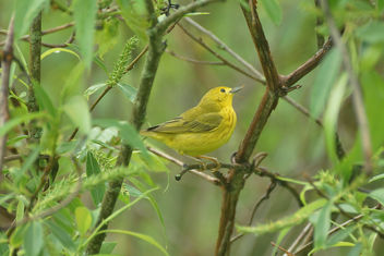 Yellow Bird at Horicon Marsh - Free image #446855