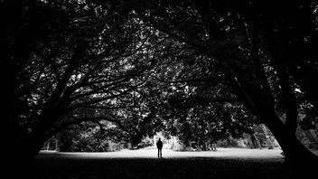 The man and the trees - Cong, Ireland - Black and white photography - image gratuit #447045 