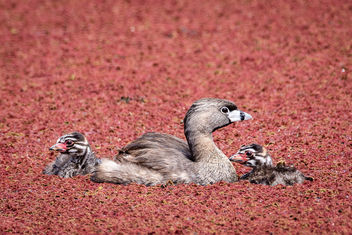 Pied-billed Grebe family in water ferns - Free image #447125