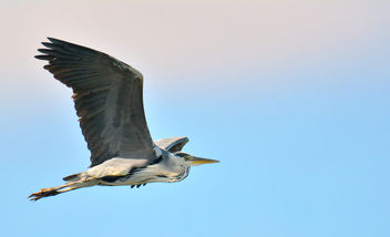 Grey heron, Ardea cinerea - бесплатный image #447145