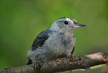 Nuthatch lounging on a hot humid day - бесплатный image #447185