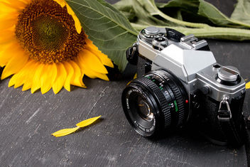 Retro camera and a sunflower - бесплатный image #447235