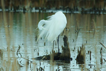 Primping Egret at Horicon Marsh - image gratuit #447395 