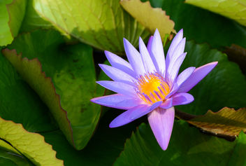 Water Lilies - Free image #447715