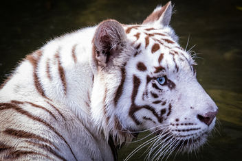 White Tiger, Singapore Zoo - image gratuit #448215 