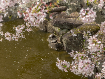 Turtles with springtime cherry season - Free image #448395